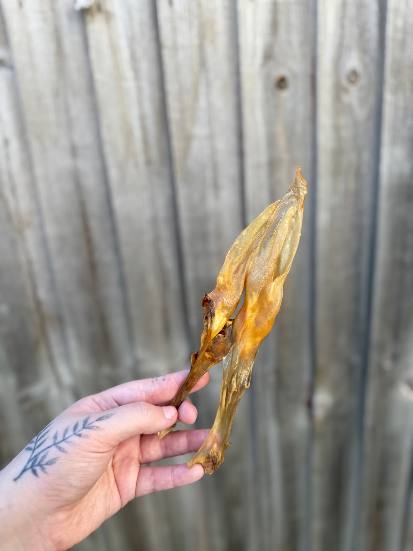 Hairless Rabbit Ears