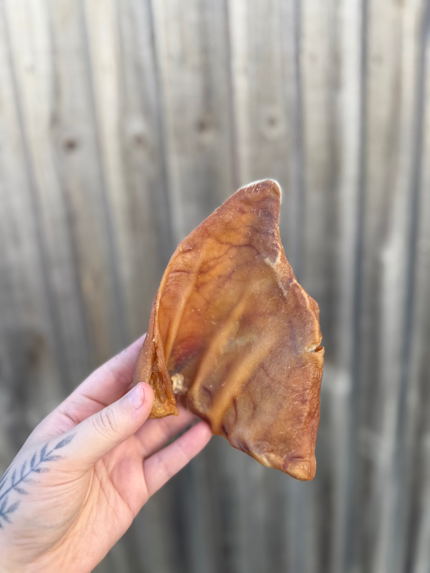 Pigs Ear (Large)