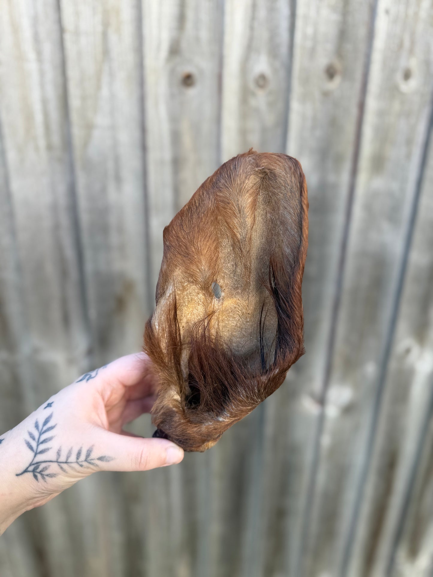 Cow Ear With Hair (Large)