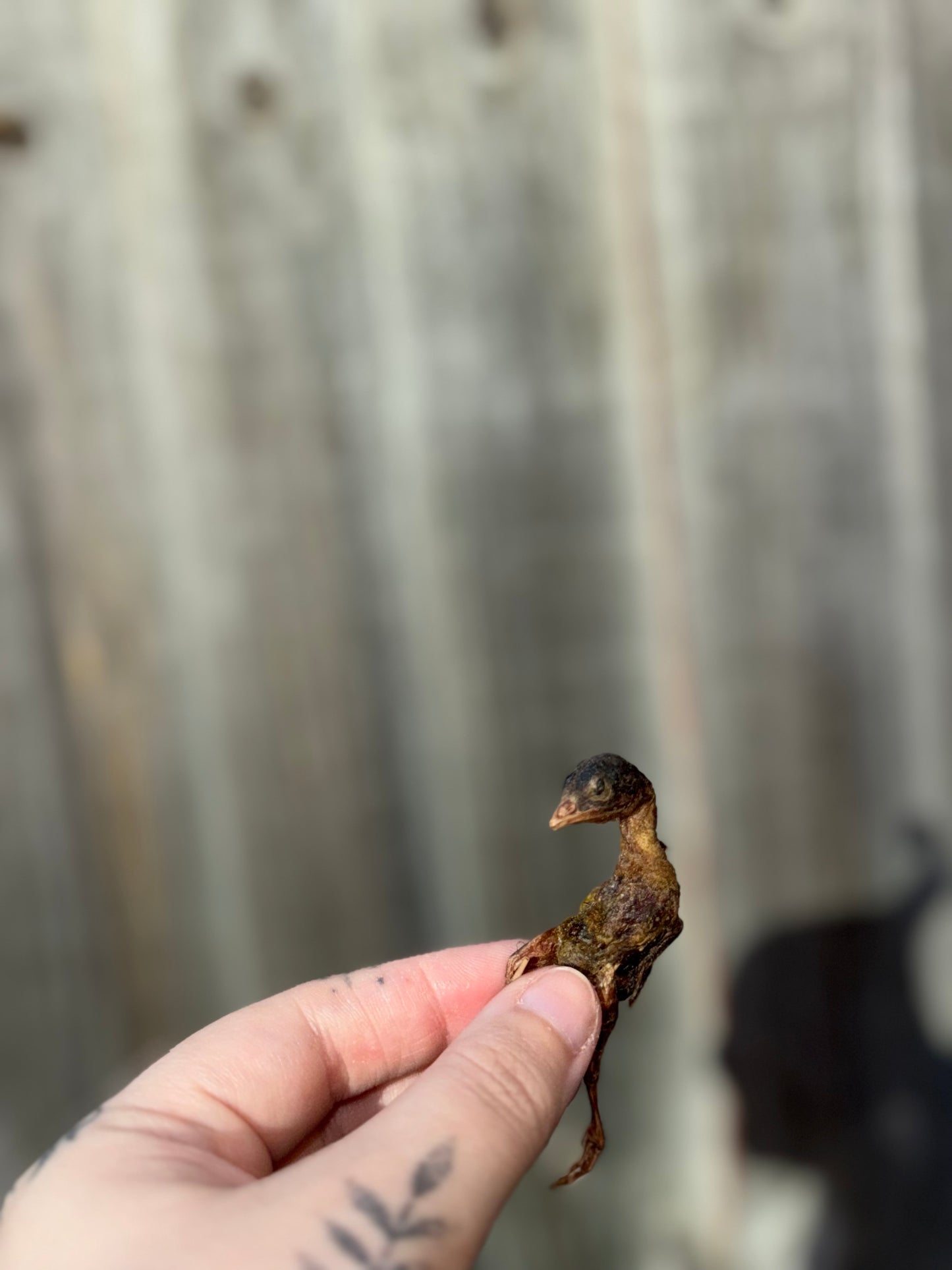 Freeze-Dried Whole Quails