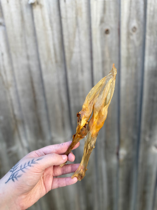 Hairless Rabbit Ears