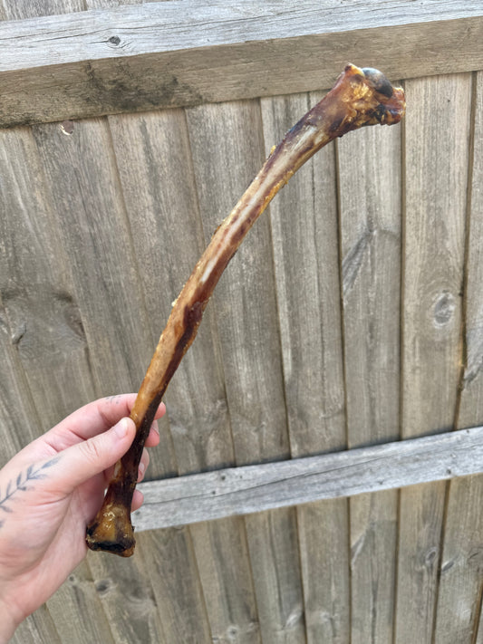 Ostrich Wing